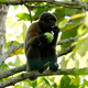 A wooly monkey. Photo: Mike LaBarbera / Flickr